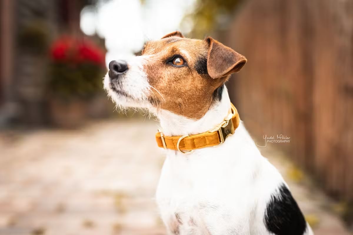 Kentucky Dog Collar Velvet - Løwenborg - Kentucky Dogwear