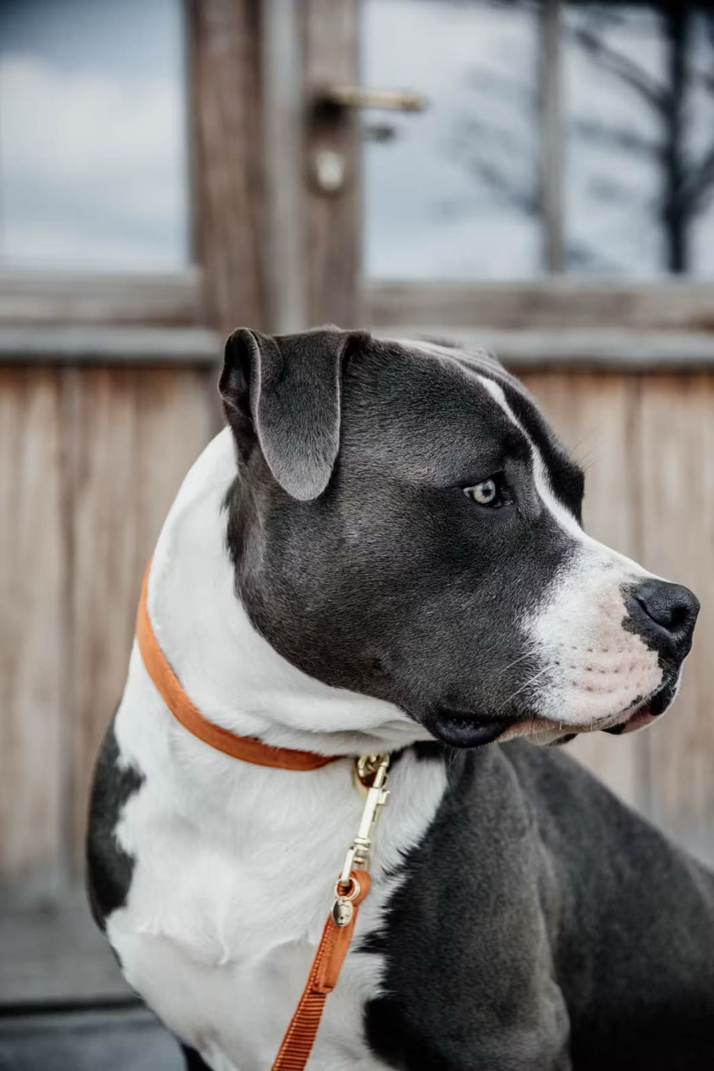 Kentucky Dog Collar Velvet - Løwenborg - Kentucky Dogwear