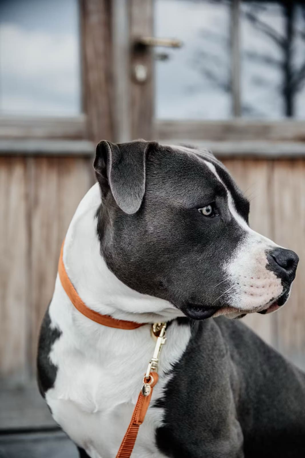 Kentucky Dog Collar Velvet - Løwenborg - Kentucky Dogwear