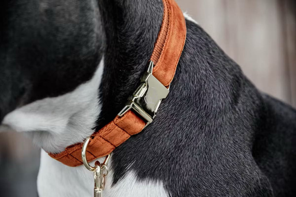 Kentucky Dog Collar Velvet - Løwenborg - Kentucky Dogwear