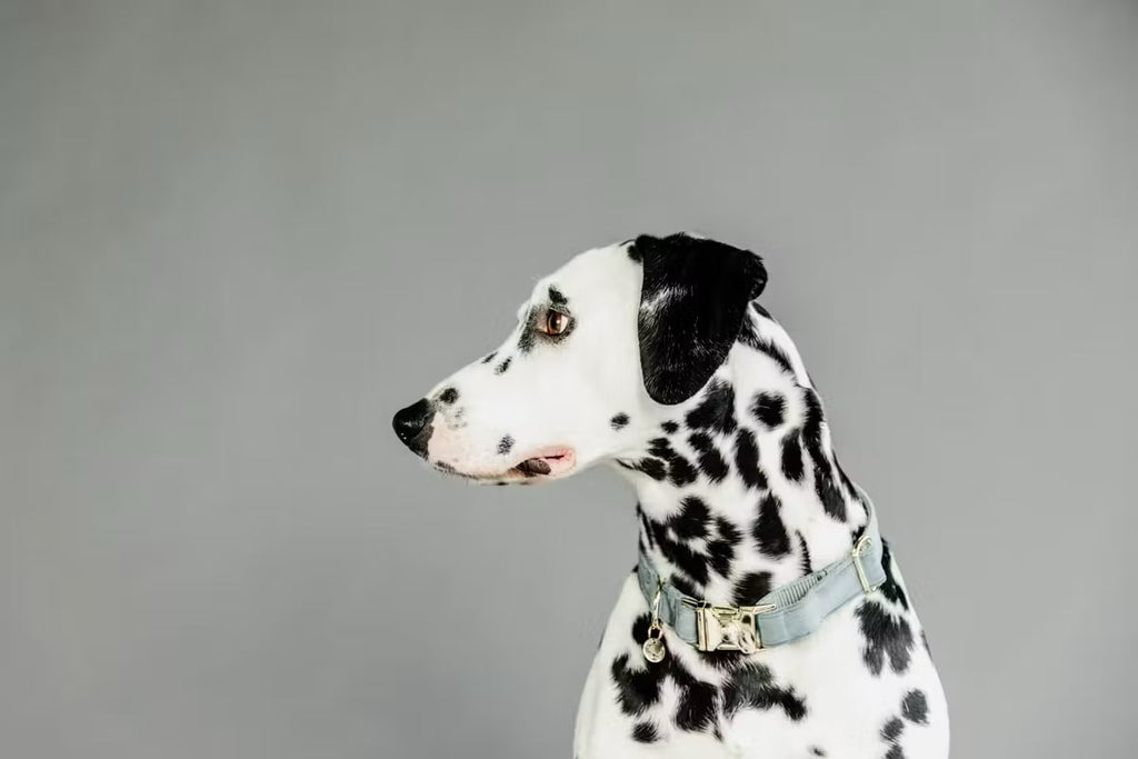 Kentucky Dog Collar Velvet - Løwenborg - Kentucky Dogwear