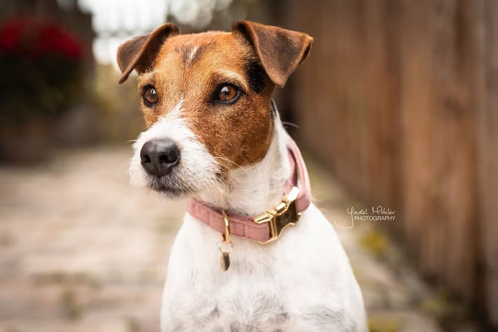 Kentucky Dog Collar Velvet - Løwenborg - Kentucky Dogwear