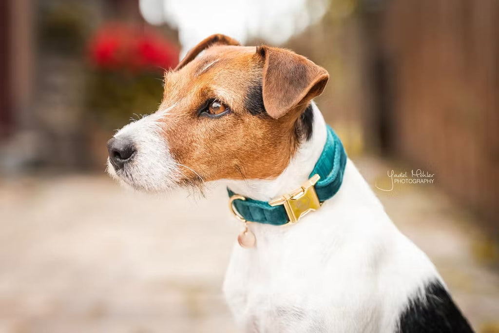 Kentucky Dog Collar Velvet - Løwenborg - Kentucky Dogwear