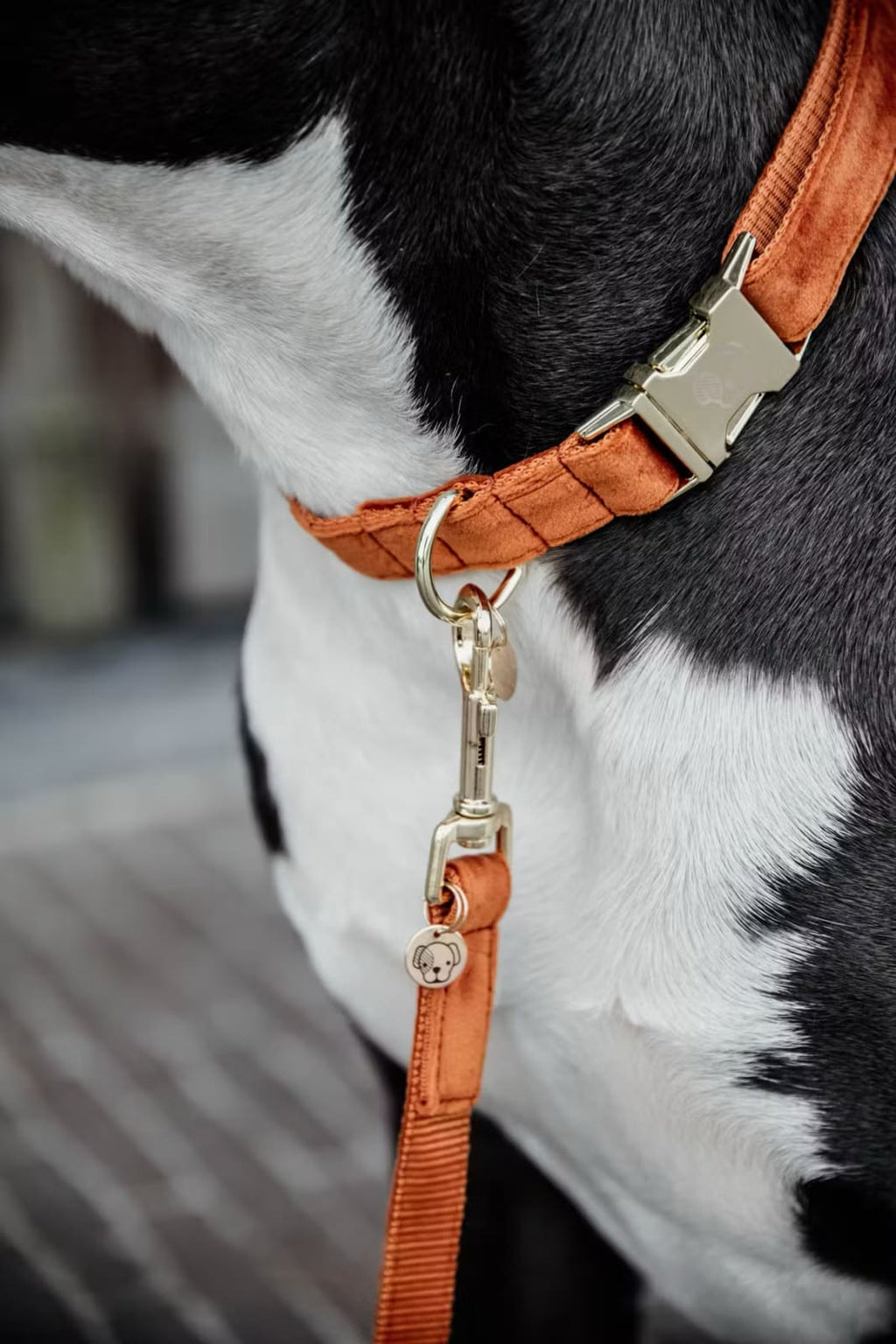 Kentucky Dog Collar Velvet - Løwenborg - Kentucky Dogwear