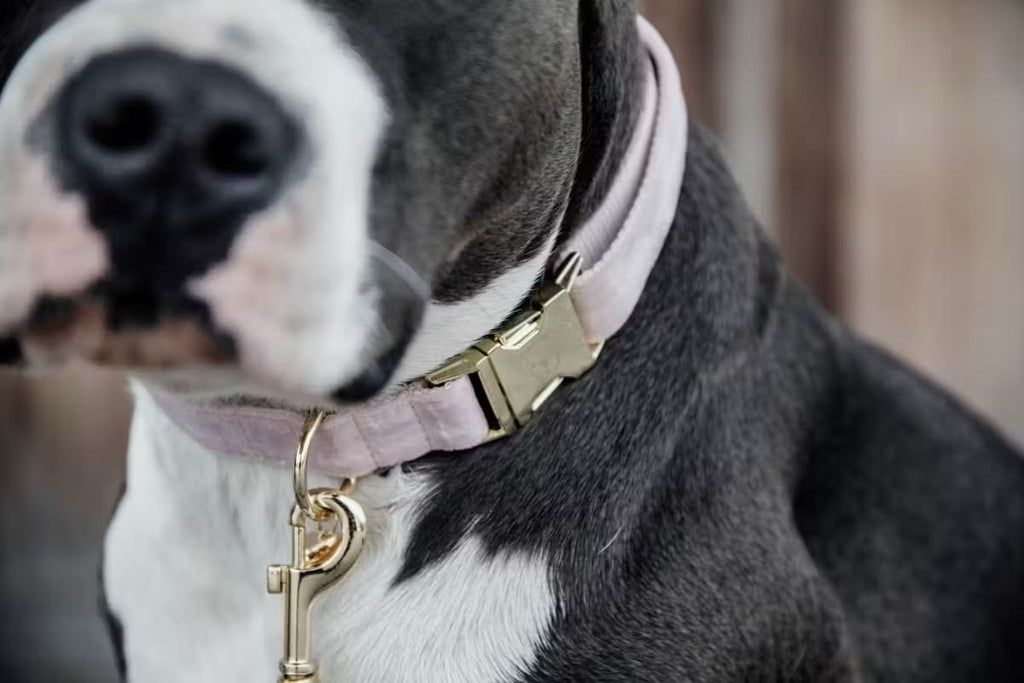 Kentucky Dog Collar Velvet - Løwenborg - Kentucky Dogwear