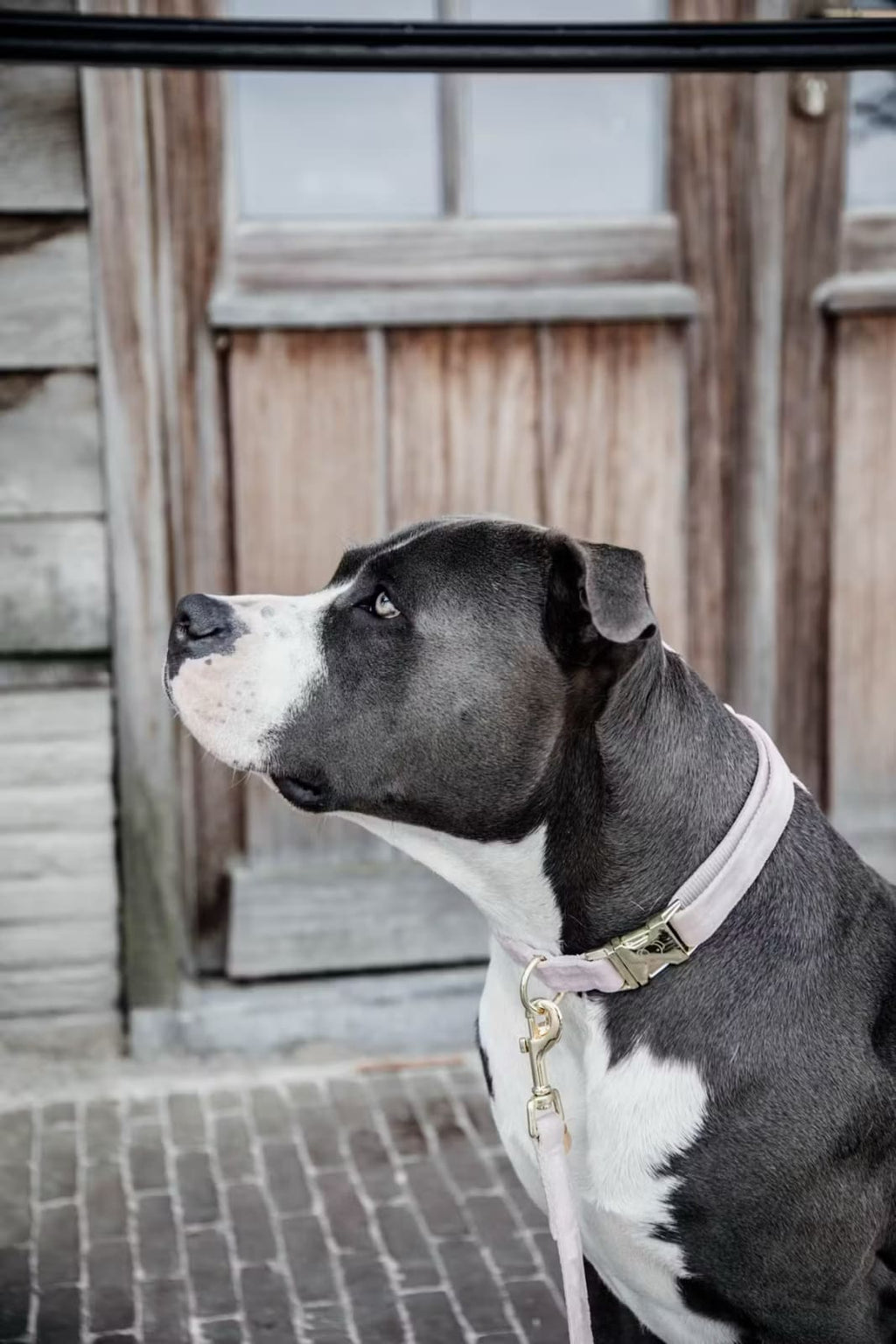 Kentucky Dog Collar Velvet - Løwenborg - Kentucky Dogwear