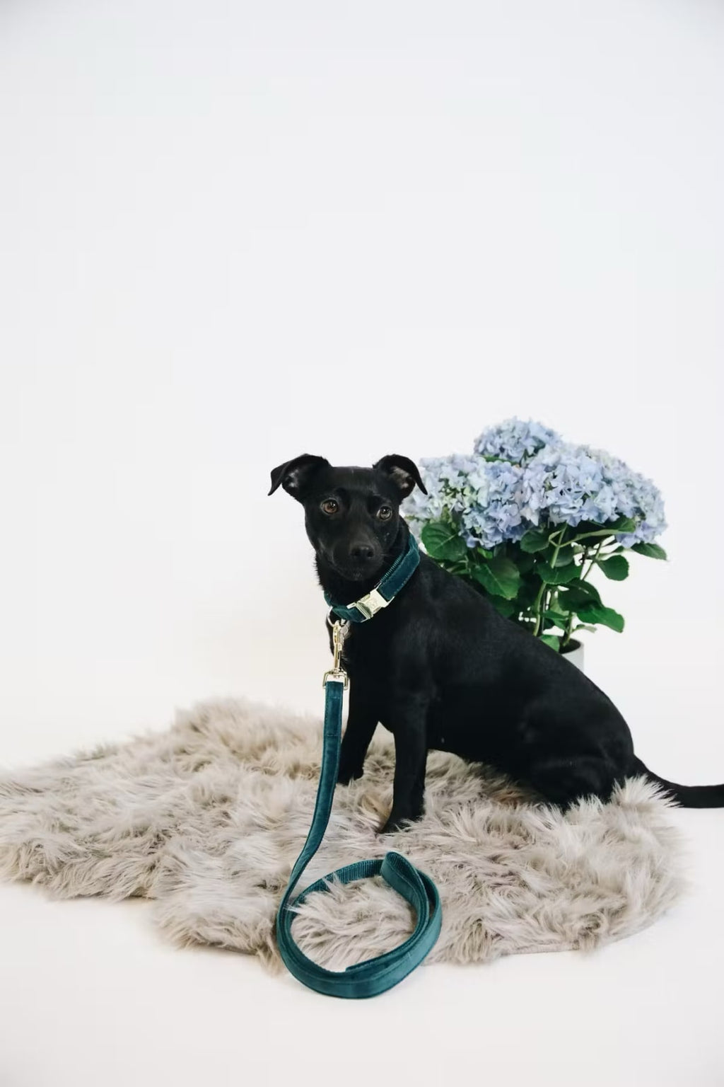 Kentucky Dog Collar Velvet - Løwenborg - Kentucky Dogwear