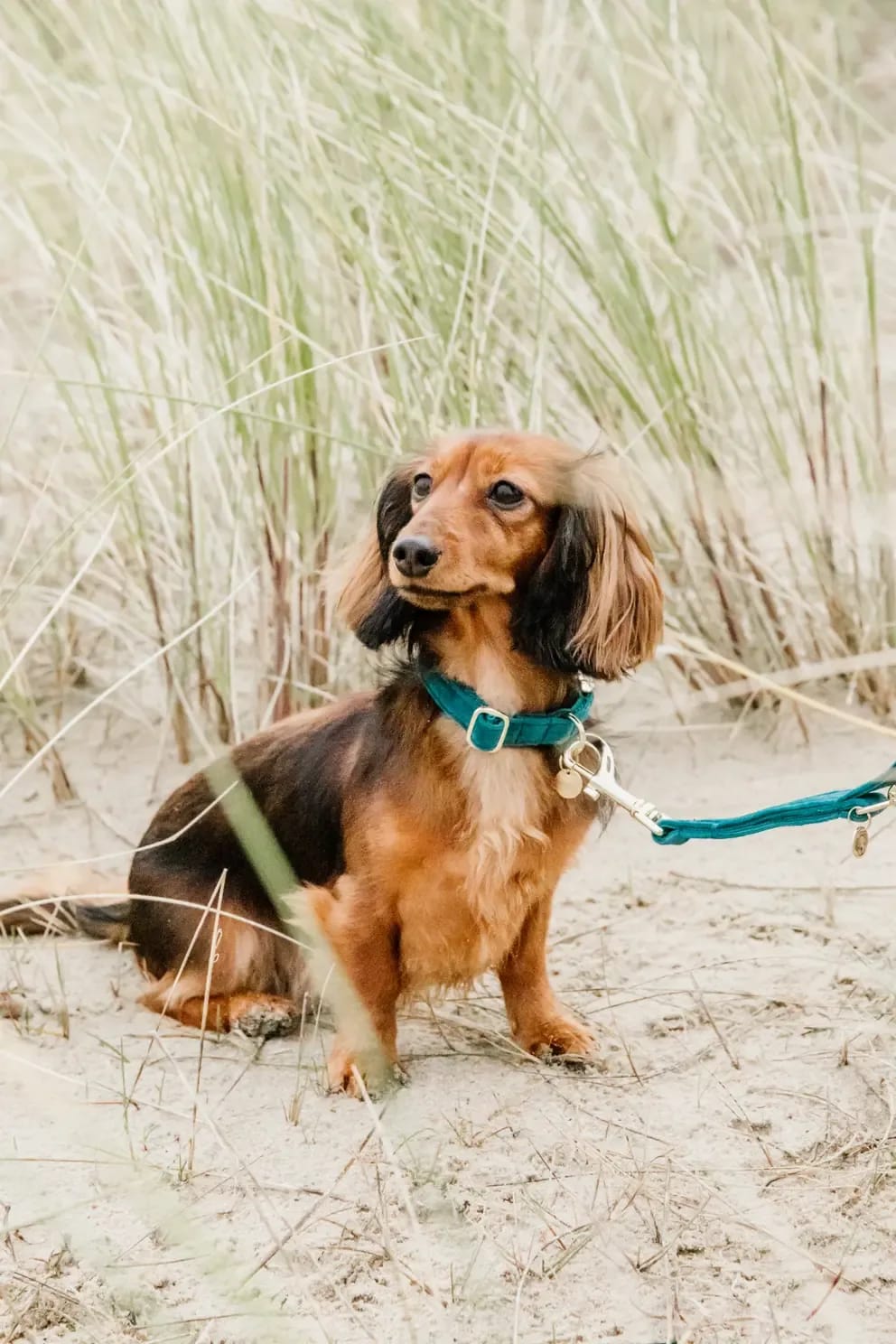 Kentucky Dog Lead Velvet