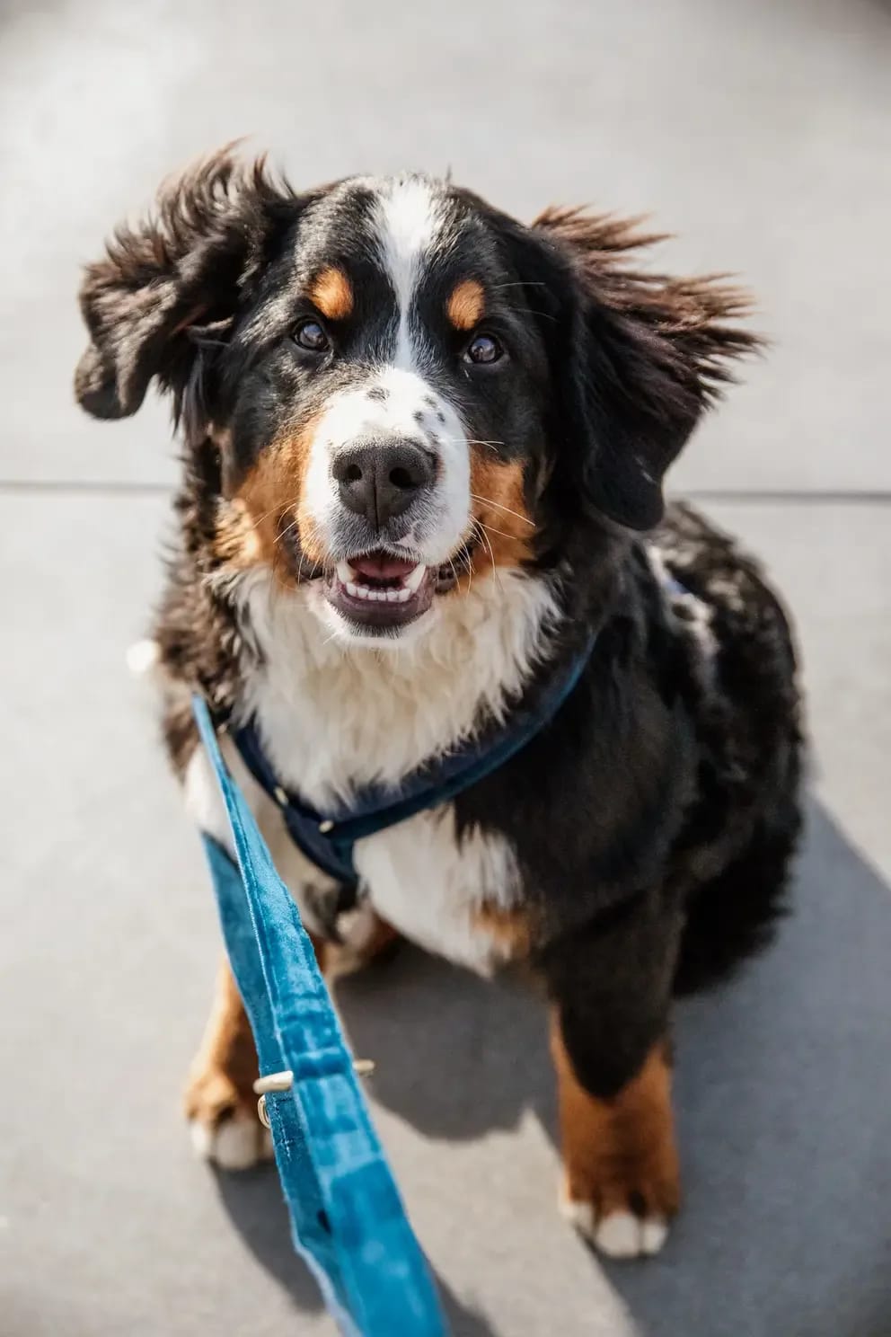 Kentucky Dog Lead Velvet - Løwenborg - Kentucky Dogwear