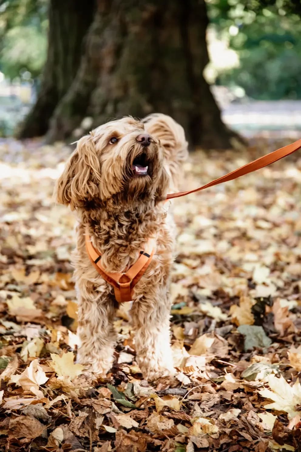 Kentucky Dog Lead Velvet - Løwenborg - Kentucky Dogwear