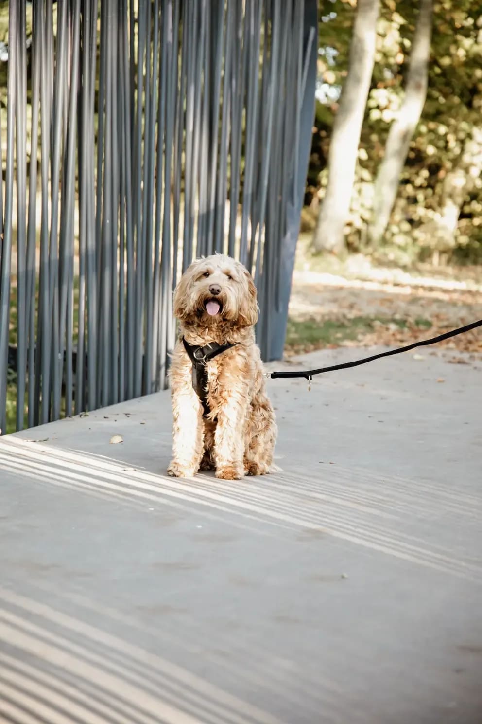Kentucky Dog Lead Velvet - Løwenborg - Kentucky Dogwear