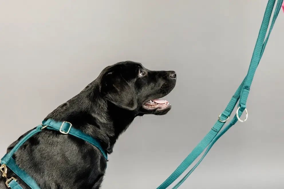 Kentucky Dog Lead Velvet - Løwenborg - Kentucky Dogwear