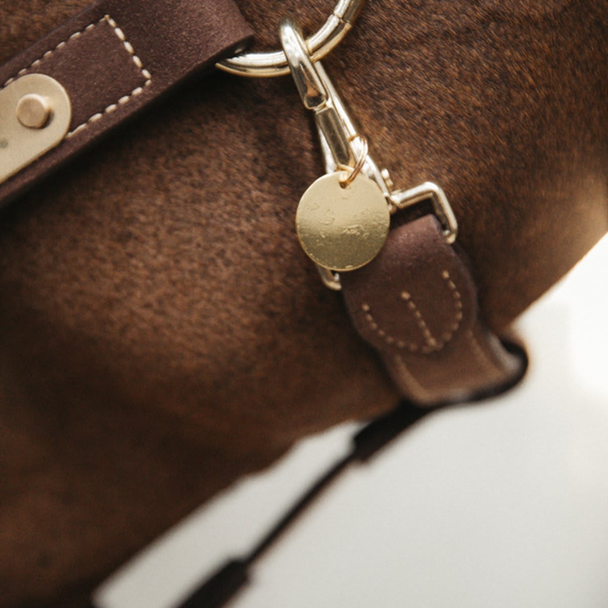 Kentucky Dog Name Plate Gold