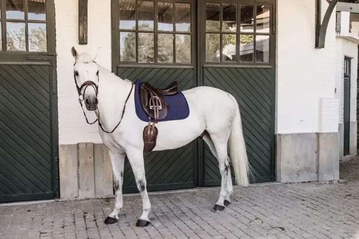 Kentucky Saddle Pad Fishbone Dressage - Løwenborg - Kentucky Horsewear