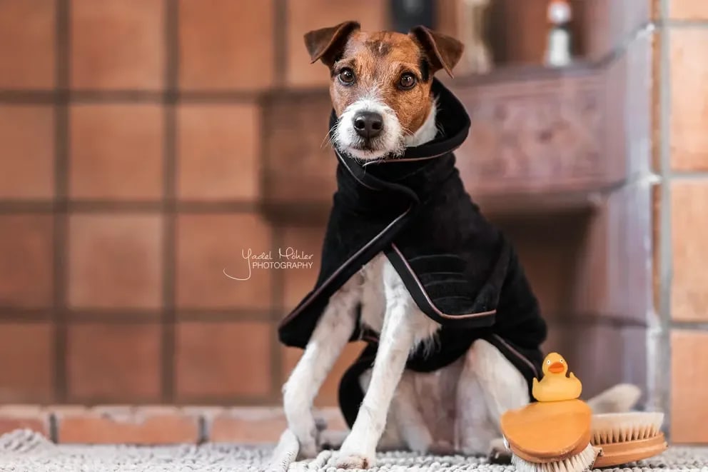 Kentucky Dog Coat Towel - Løwenborg - Kentucky Dogwear