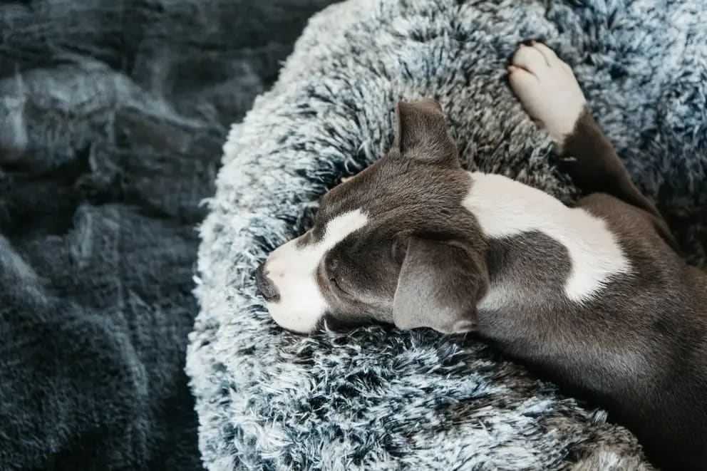 Kentucky Dog Bed Comfort Donut - Løwenborg - Kentucky Dogwear
