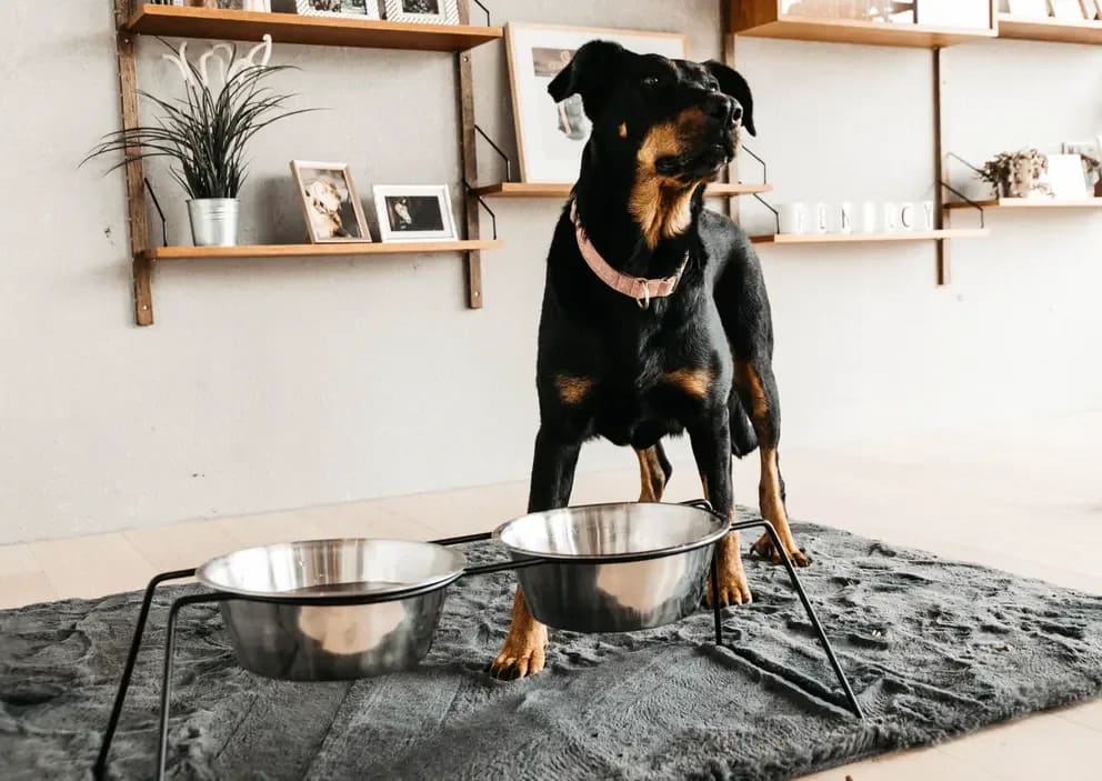 Kentucky Dog Bowl Comfort Feeder - Løwenborg - Kentucky Dogwear
