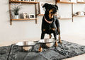 Kentucky Dog Bowl Comfort Feeder - Løwenborg - Kentucky Dogwear