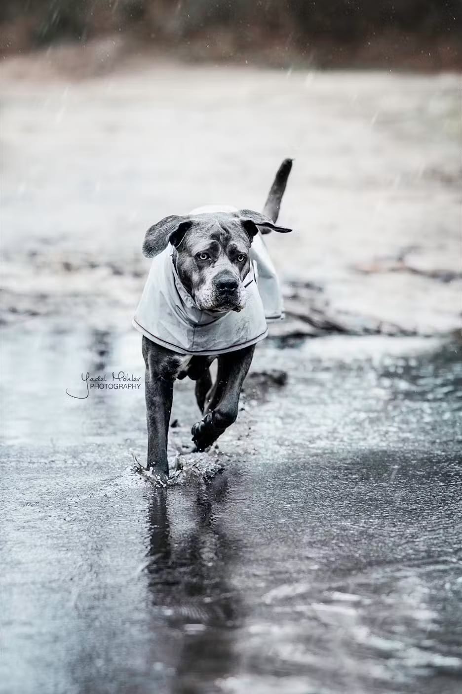 Kentucky Dog Rain Coat - Løwenborg - Kentucky Dogwear