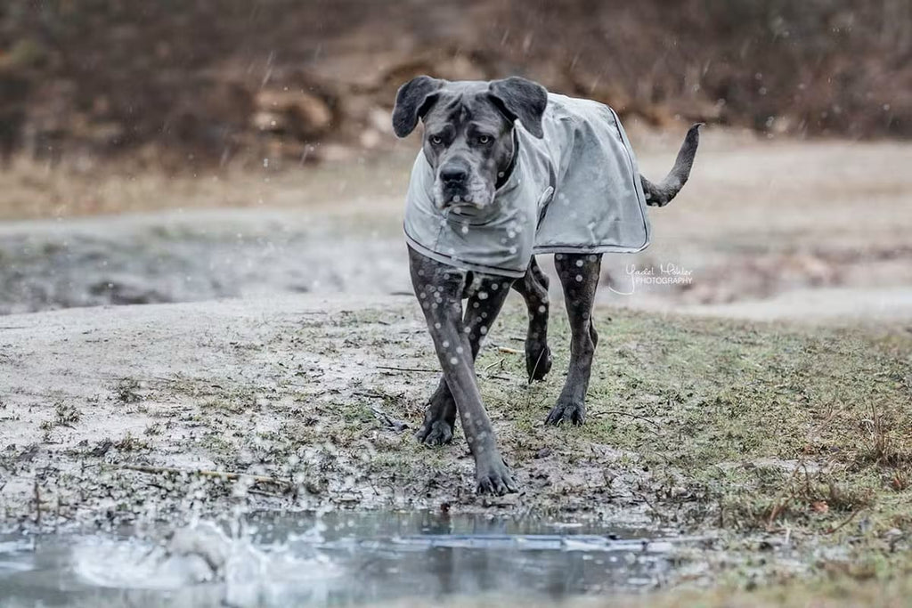 Kentucky Dog Rain Coat - Løwenborg - Kentucky Dogwear