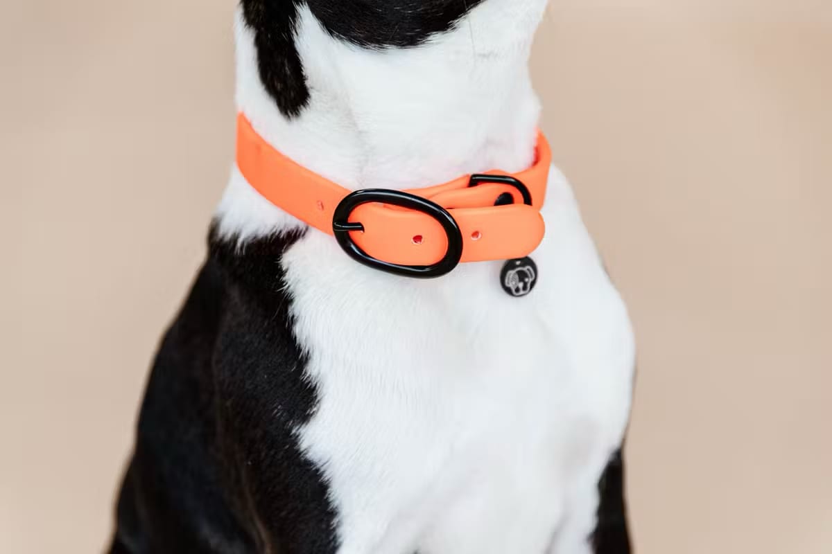 Kentucky Dog Collar Soft Rubber - Løwenborg - Kentucky Dogwear
