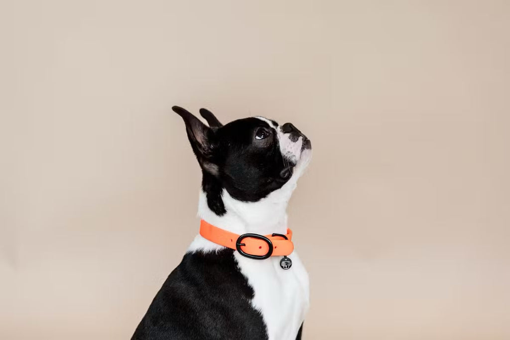 Kentucky Dog Collar Soft Rubber - Løwenborg - Kentucky Dogwear