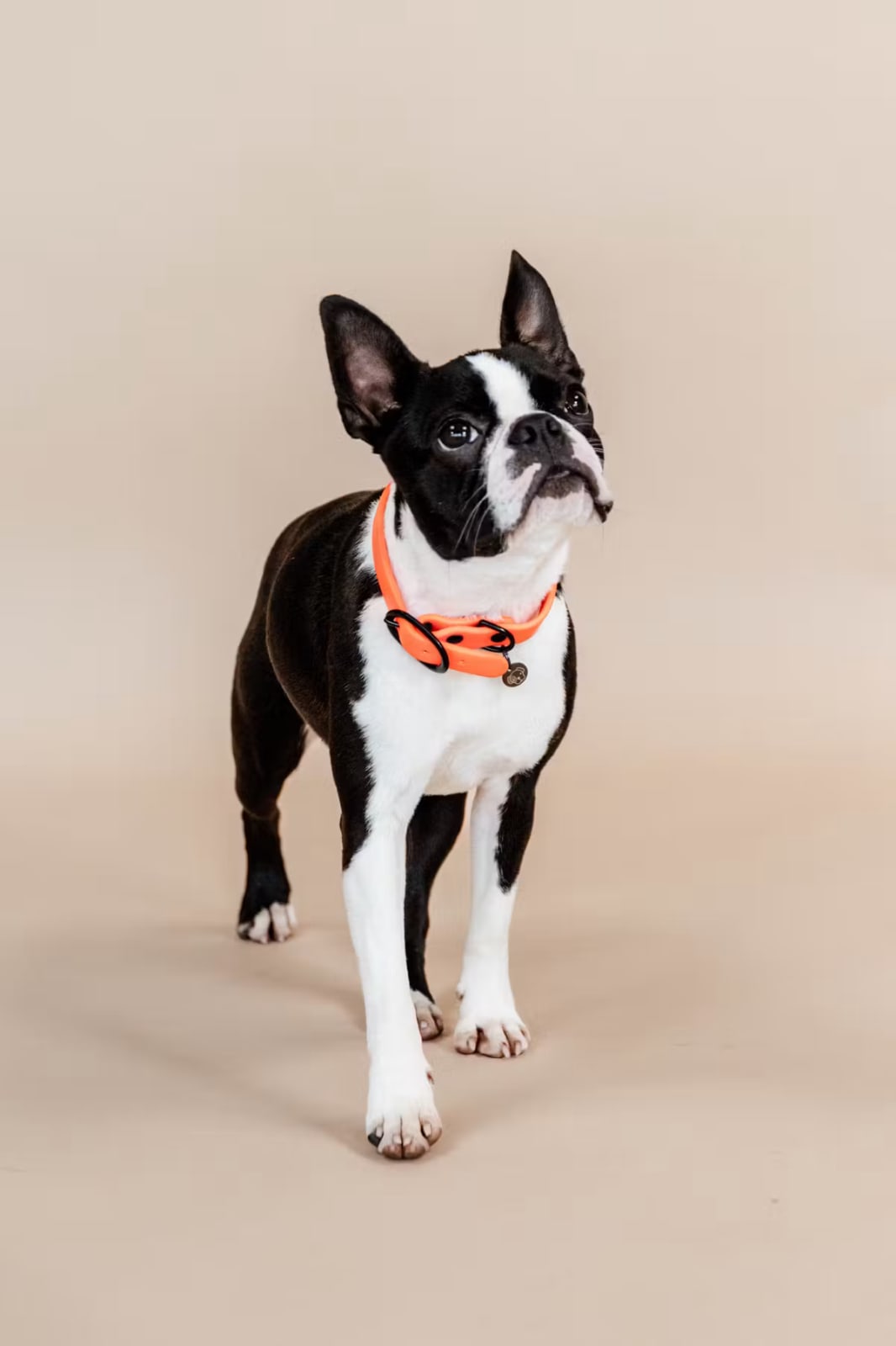 Kentucky Dog Collar Soft Rubber - Løwenborg - Kentucky Dogwear