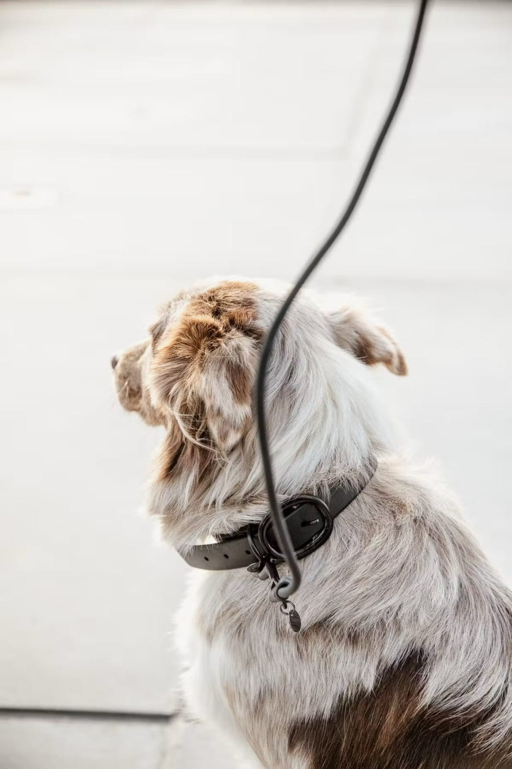 Kentucky Dog Collar Soft Rubber - Løwenborg - Kentucky Dogwear