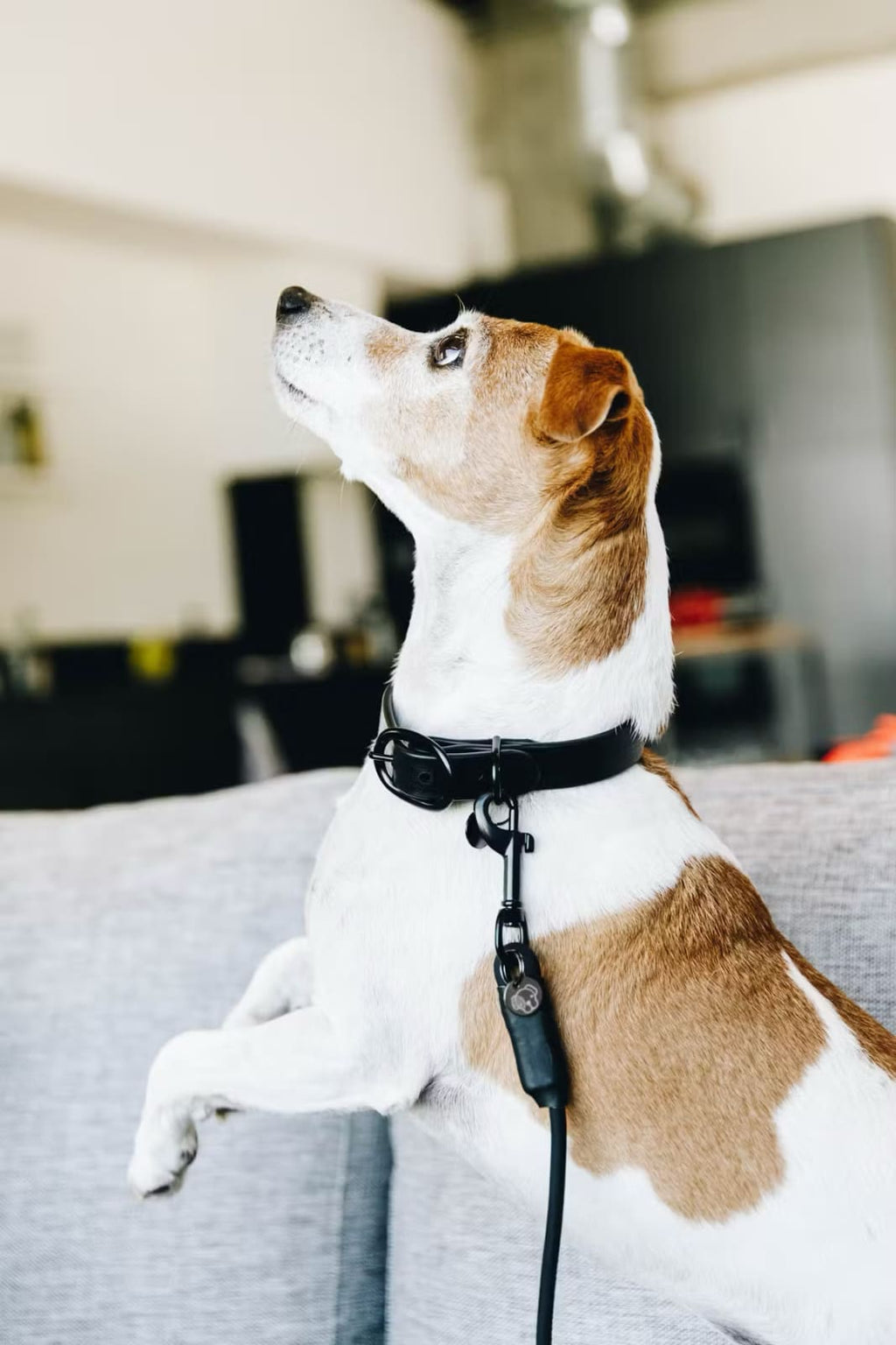 Kentucky Dog Collar Soft Rubber - Løwenborg - Kentucky Dogwear