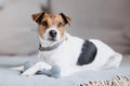 Kentucky Dog Toy Silicone Bone - Løwenborg - Kentucky Dogwear