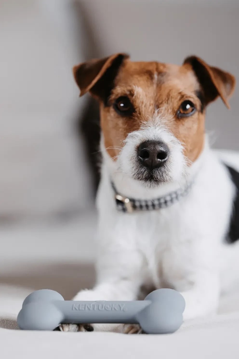 Kentucky Dog Toy Silicone Bone