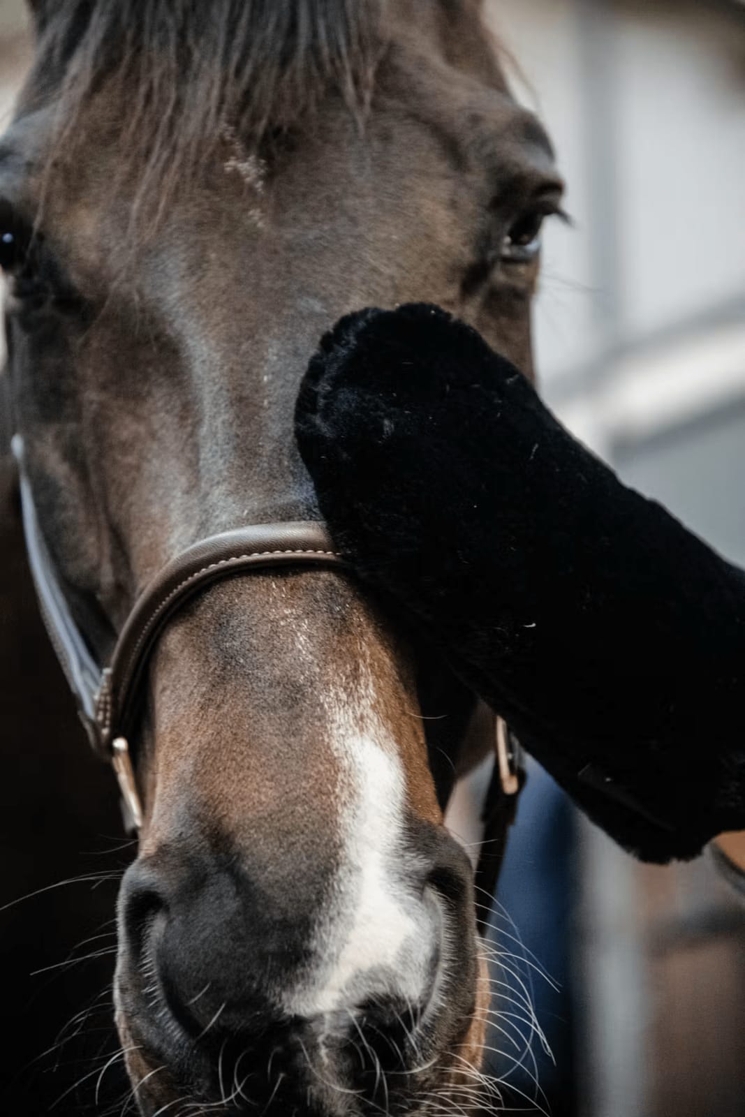 Grooming Deluxe Sheepskin Grooming Glove - Løwenborg - Grooming Deluxe