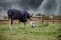 Kentucky Turnout Rug All Weather Hurricane - Løwenborg - Kentucky Horsewear