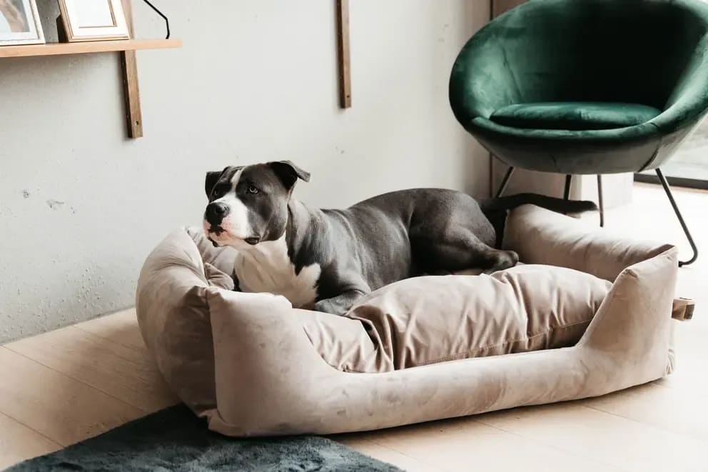 Kentucky Dog Bed Velvet - Løwenborg - Kentucky Dogwear