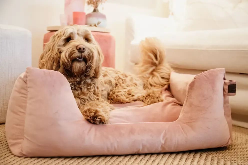 Kentucky Dog Bed Velvet - Løwenborg - Kentucky Dogwear
