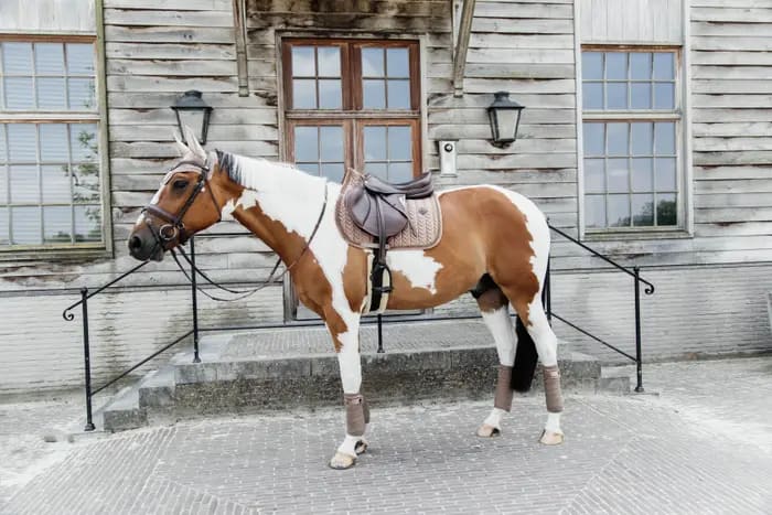Kentucky Saddle Pad Velvet Pearls Jumping - Løwenborg - Kentucky Horsewear