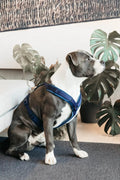 Kentucky Dog Harness Active Velvet - Løwenborg - Kentucky Dogwear
