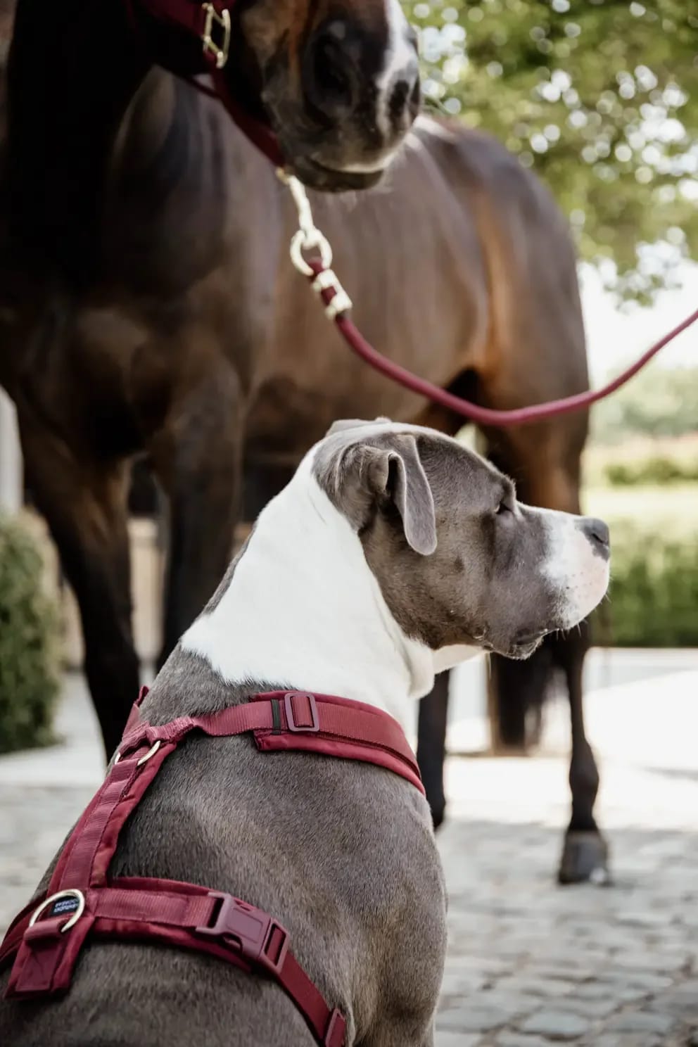 Kentucky Dog Harness Active Velvet - Løwenborg - Kentucky Dogwear
