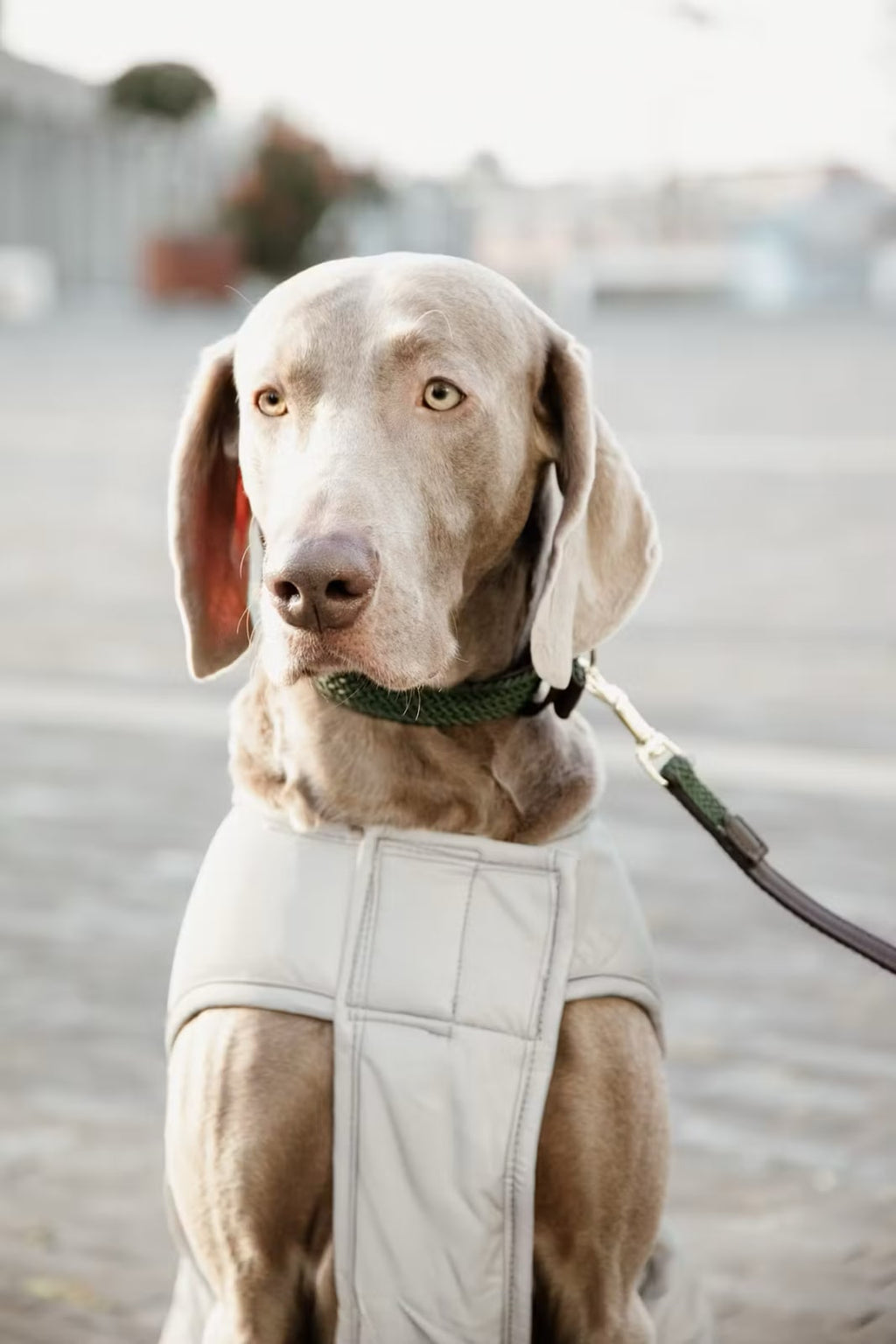 Kentucky Dog Coat Reflective Water Repellent Belly Cover - Løwenborg - Kentucky Dogwear