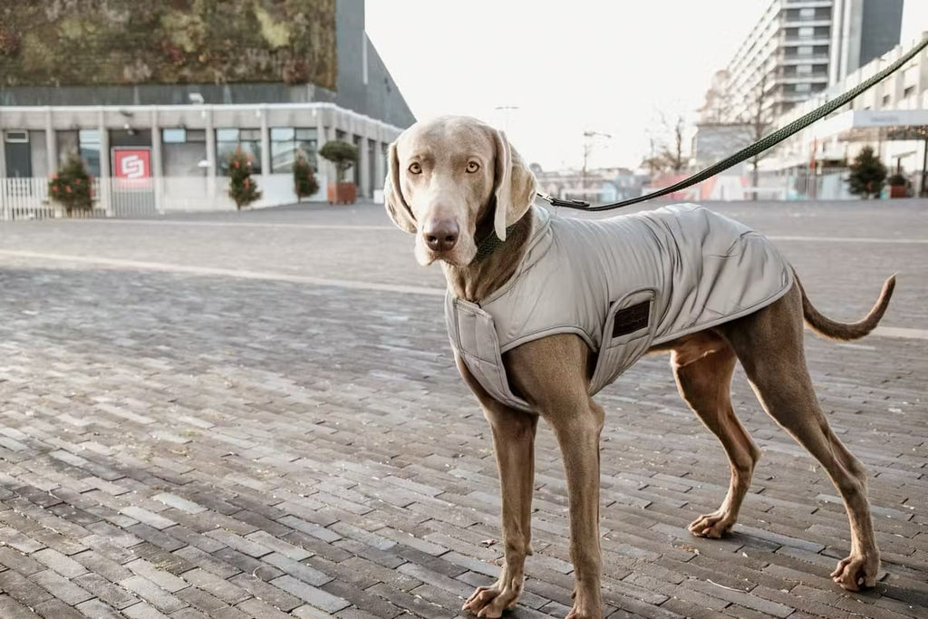 Kentucky Dog Coat Reflective Water Repellent Belly Cover - Løwenborg - Kentucky Dogwear