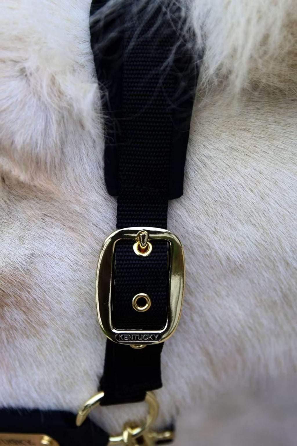 Kentucky Velvet Halter - Løwenborg - Kentucky Horsewear