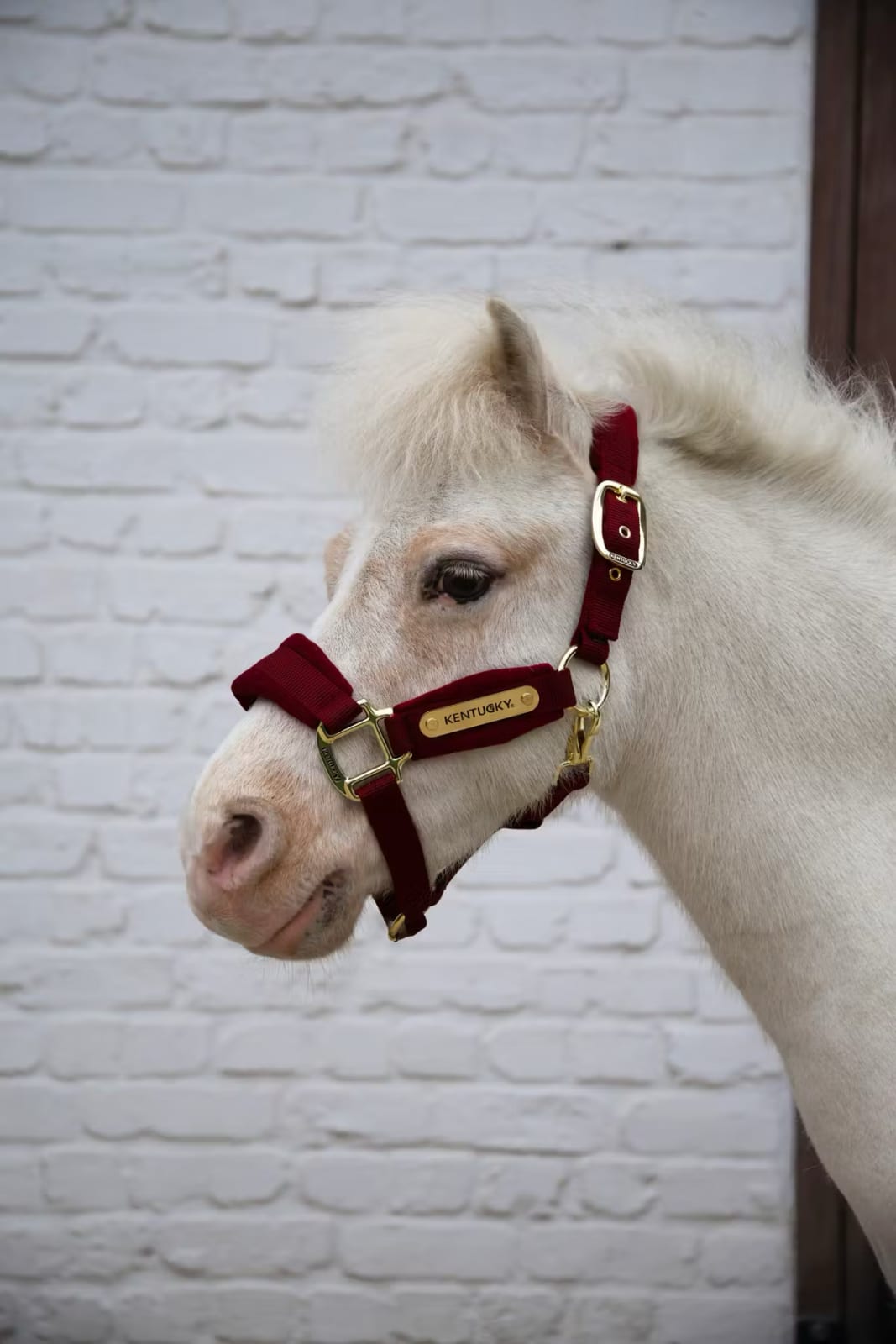 Kentucky Velvet Halter - Løwenborg - Kentucky Horsewear