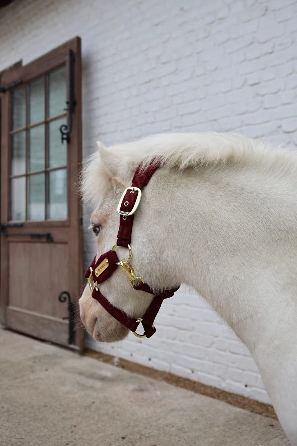 Kentucky Velvet Halter - Løwenborg - Kentucky Horsewear