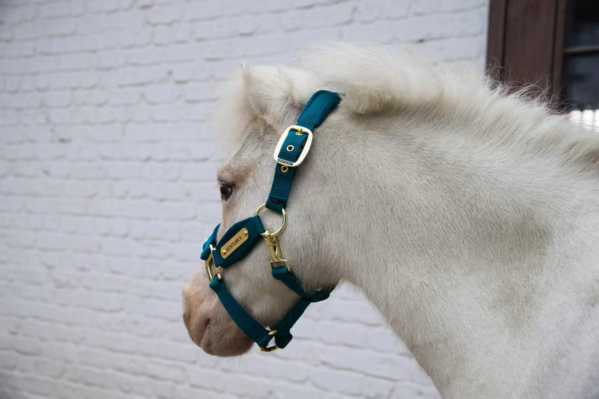 Kentucky Velvet Halter - Løwenborg - Kentucky Horsewear