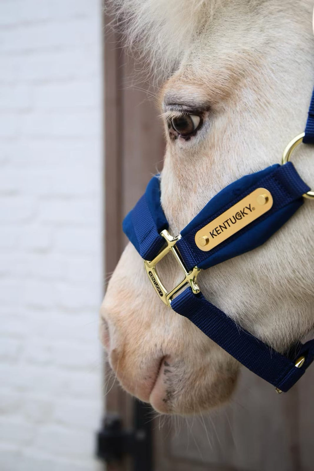Kentucky Velvet Halter - Løwenborg - Kentucky Horsewear