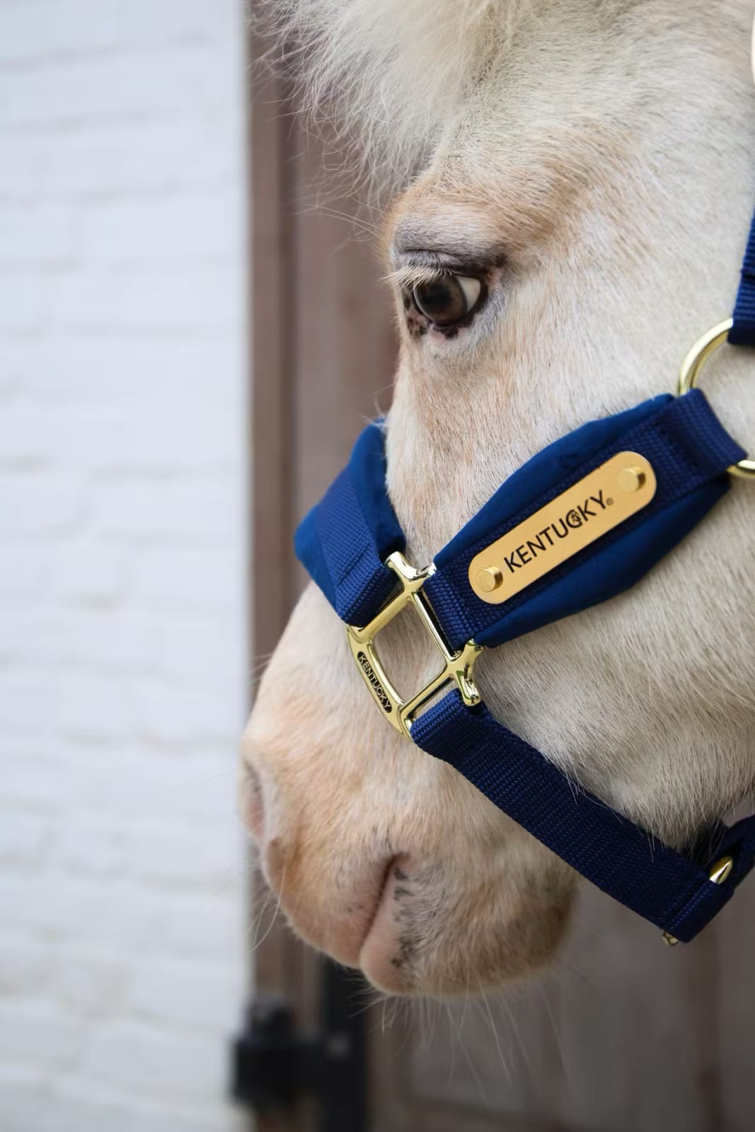 Kentucky Velvet Halter - Løwenborg - Kentucky Horsewear