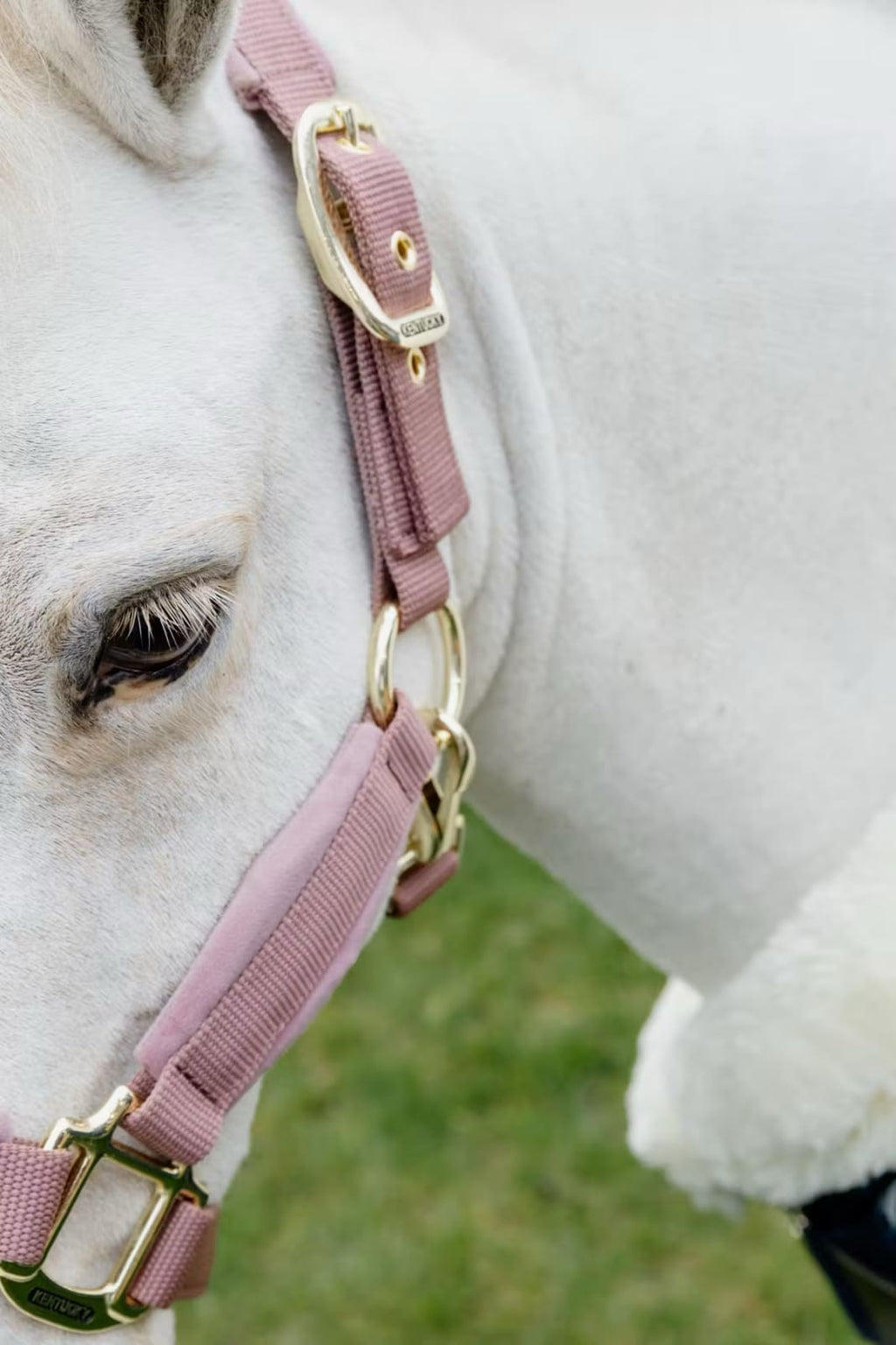 Kentucky Velvet Halter - Løwenborg - Kentucky Horsewear