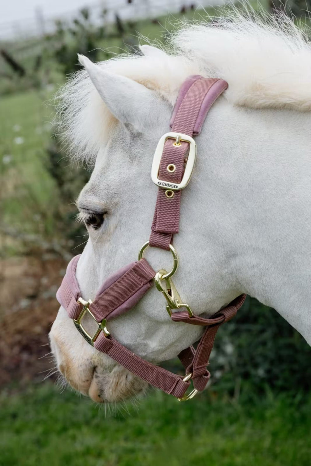 Kentucky Velvet Halter - Løwenborg - Kentucky Horsewear