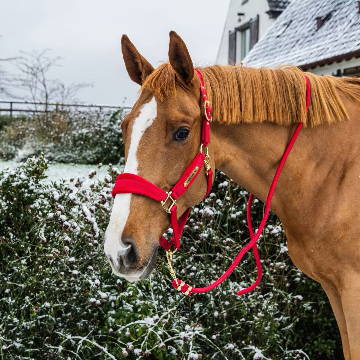 Kentucky Velvet Halter - Løwenborg - Kentucky Horsewear