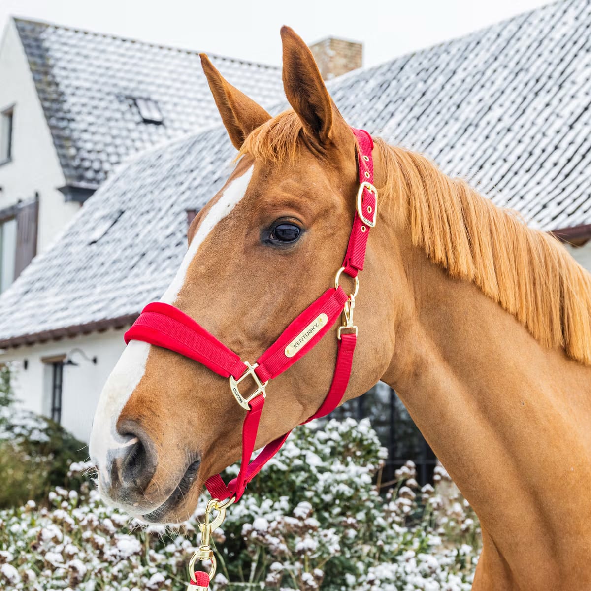 Kentucky Velvet Halter - Løwenborg - Kentucky Horsewear
